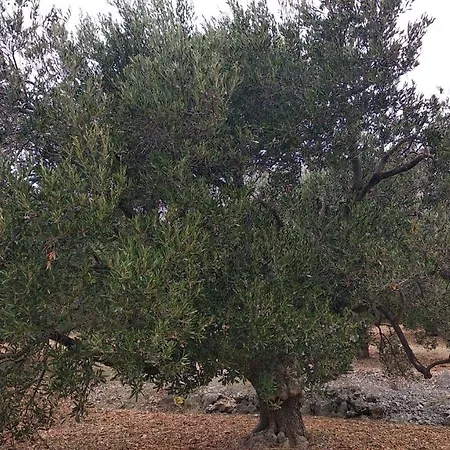 Apartment Sara & Kike With Sea View Brodarica (Sibenik-Knin)