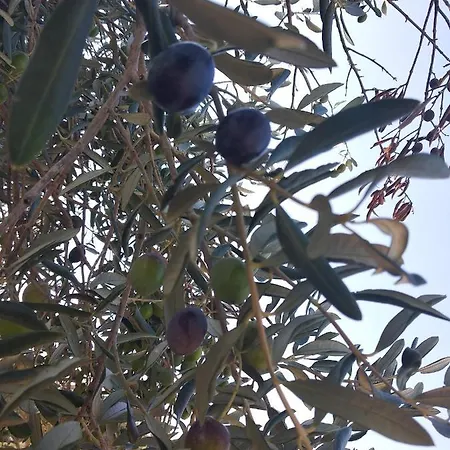 Lejlighed Sara & Kike With Sea View Brodarica (Sibenik-Knin)