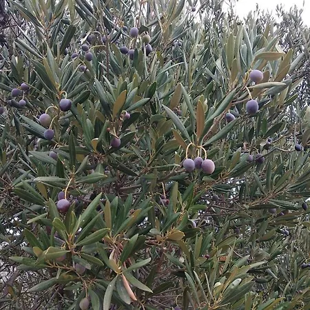 Apartment Sara & Kike With Sea View Brodarica (Sibenik-Knin)