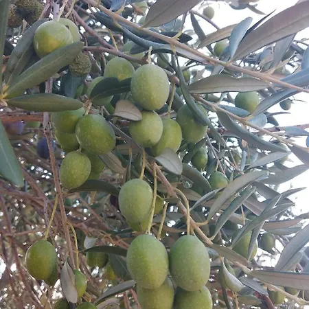 Apartment Sara & Kike With Sea View Brodarica (Sibenik-Knin)