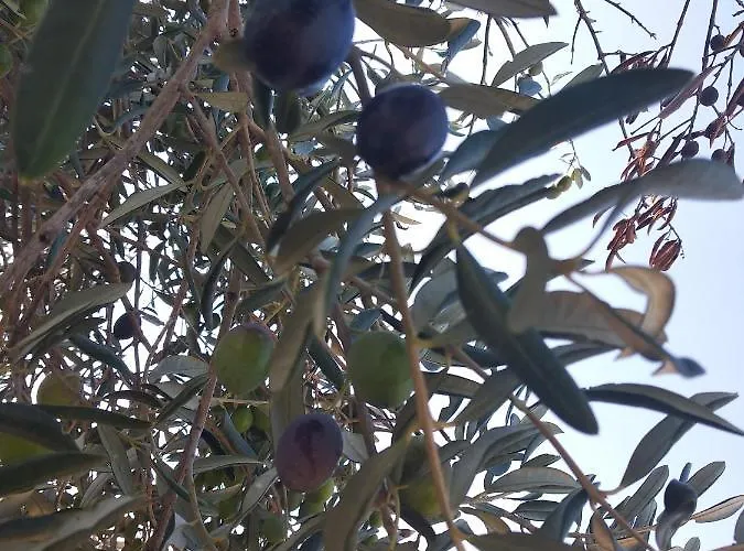 Appartement Sara & Kike With Sea View Brodarica (Sibenik-Knin)