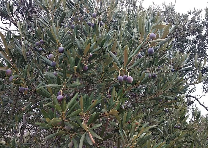 Appartement Sara & Kike With Sea View Brodarica (Sibenik-Knin)