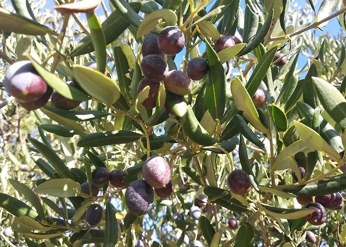 Sara & Kike With Sea View